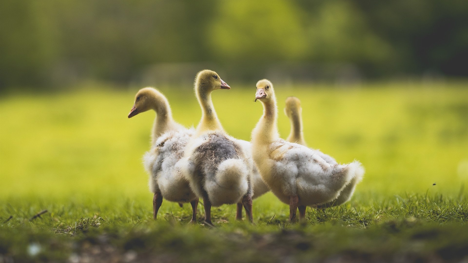 双线绝杀,从温布利的怒吼到球台的尖啸