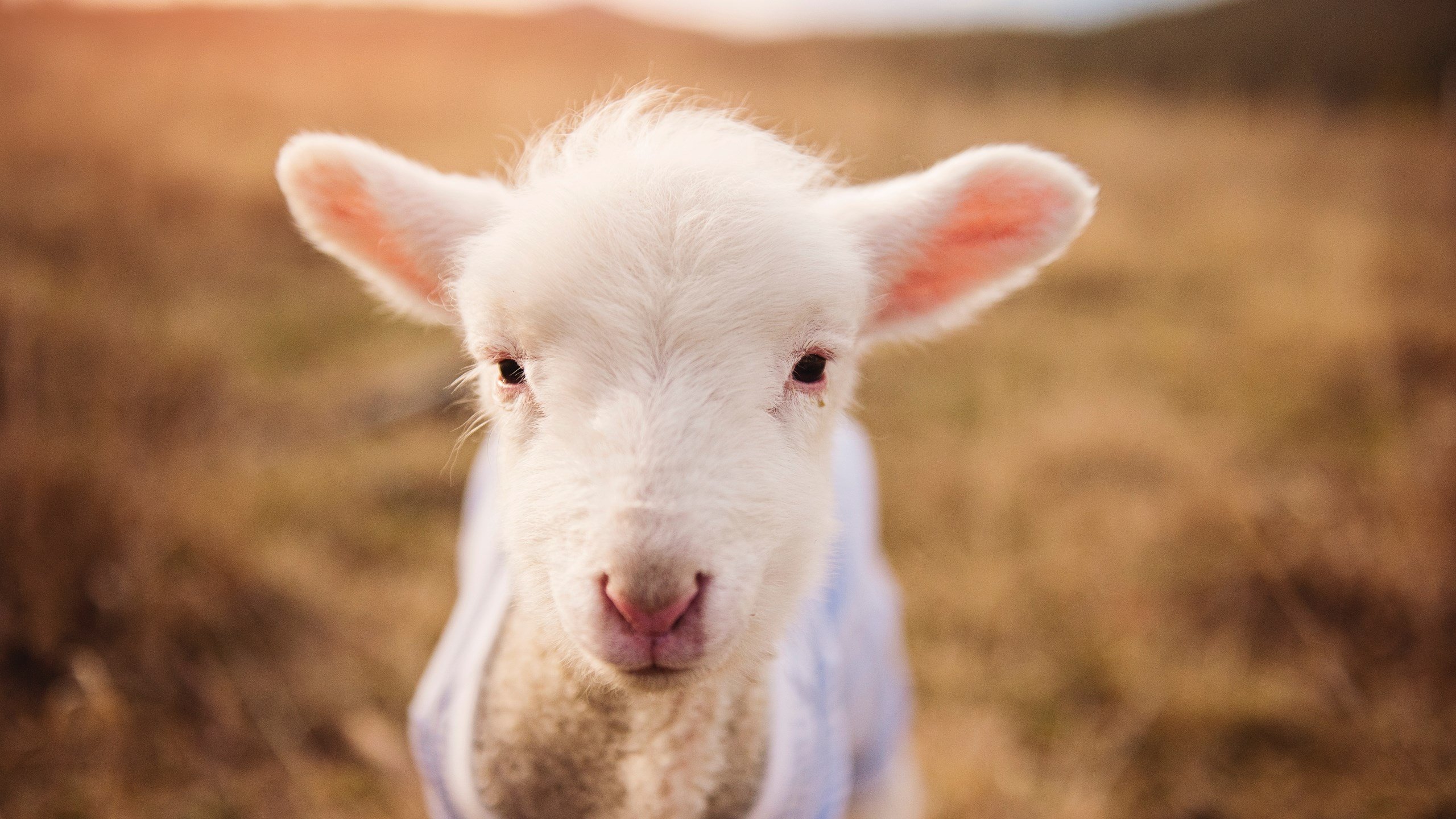 冰火对决！吉林铁血团队浇灭宇宙勇，哈登孤星闪耀刷新历史夜