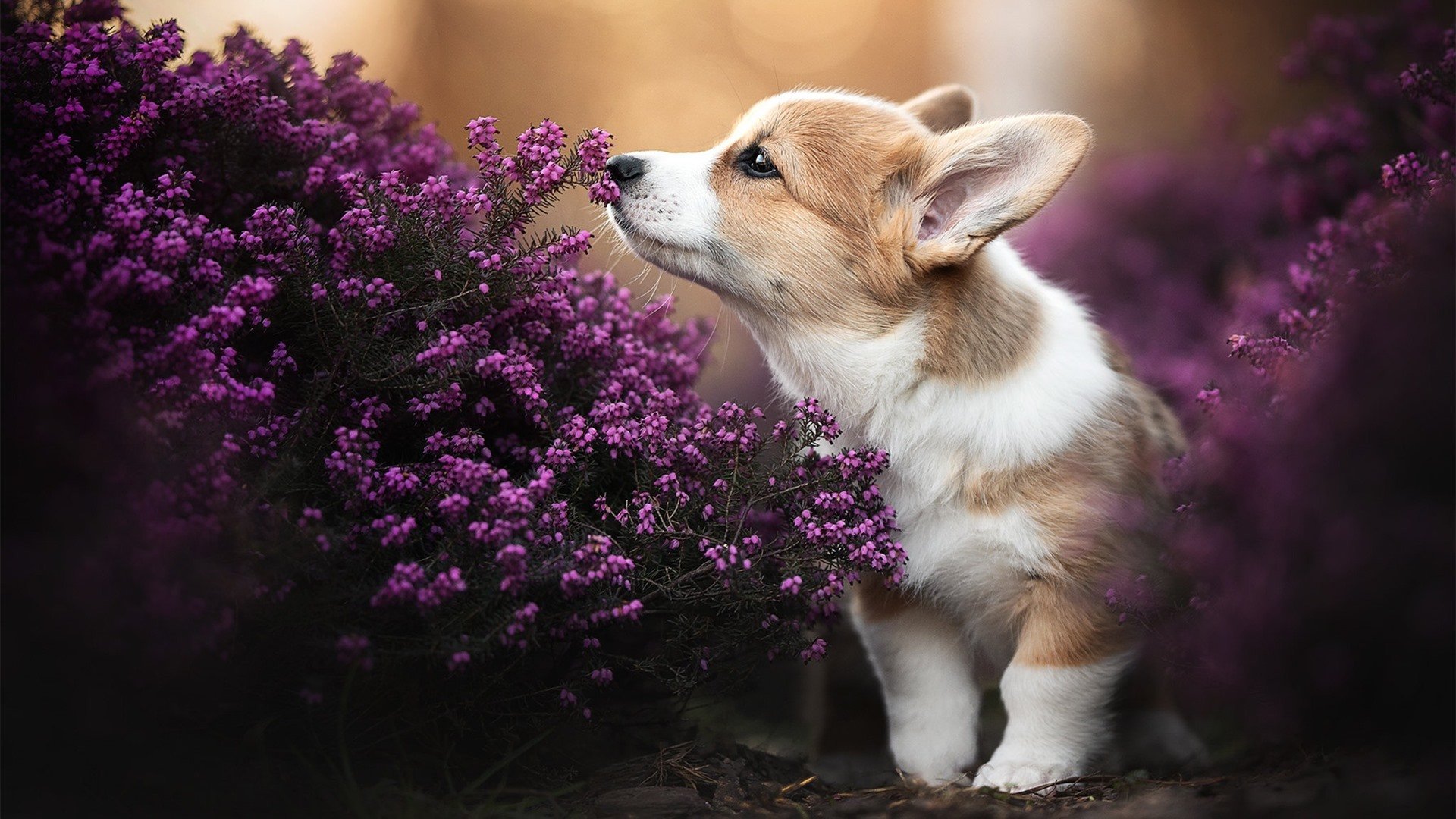 冰与火之歌,周冠宇关键超车助法拉利轻取迈凯伦