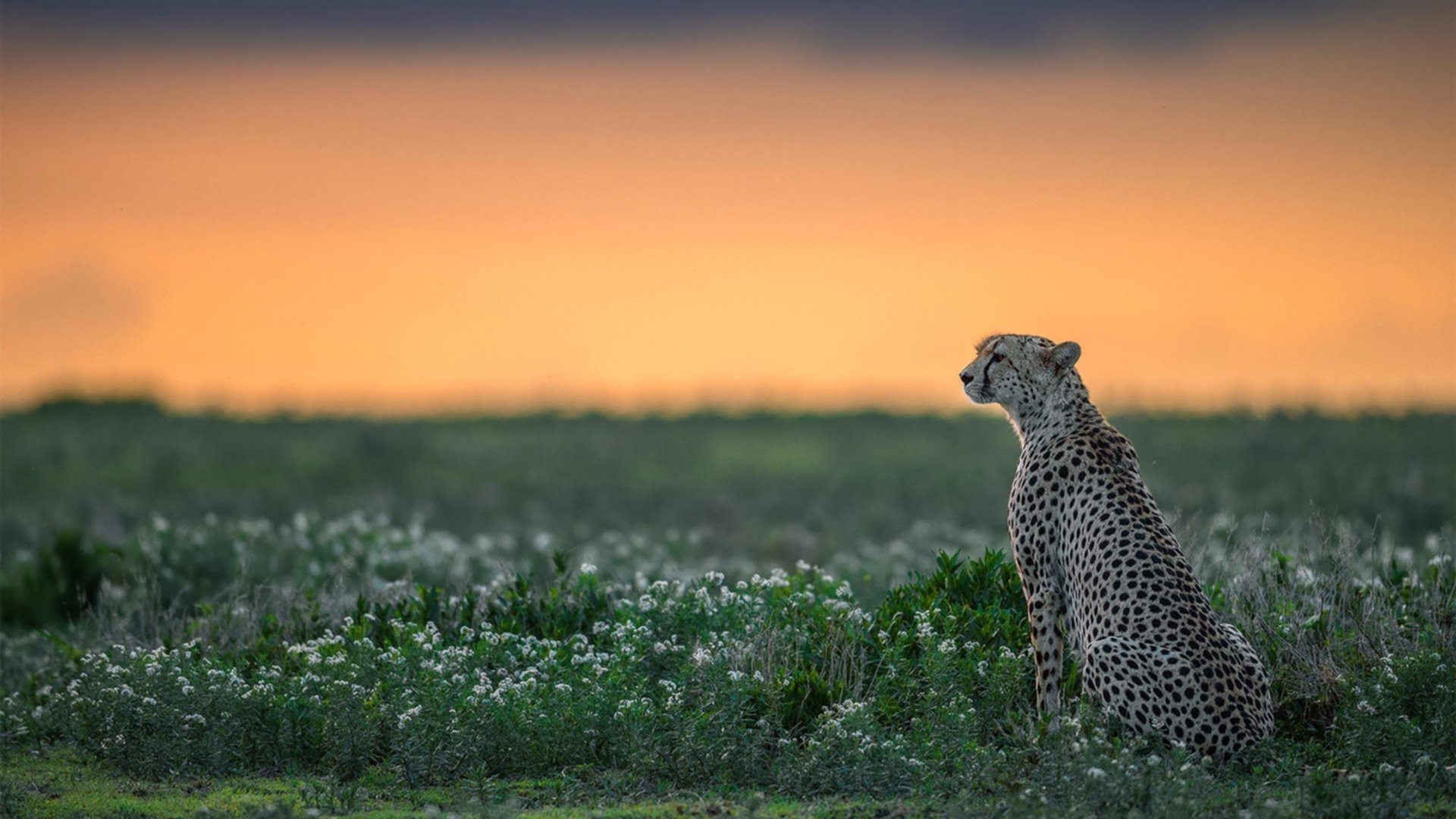 钢铁防线的速度华尔兹,法国站如何用链式防守锁死丹麦银箭