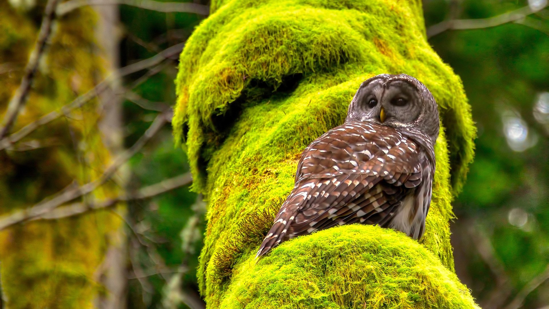 海神的三叉戟，蒂亚戈在最后七分钟改写大洋两岸的叙事