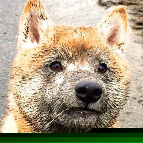 当纽约新王对阵沉默巨人,西亚卡姆的火焰与马刺的冰冷秩序