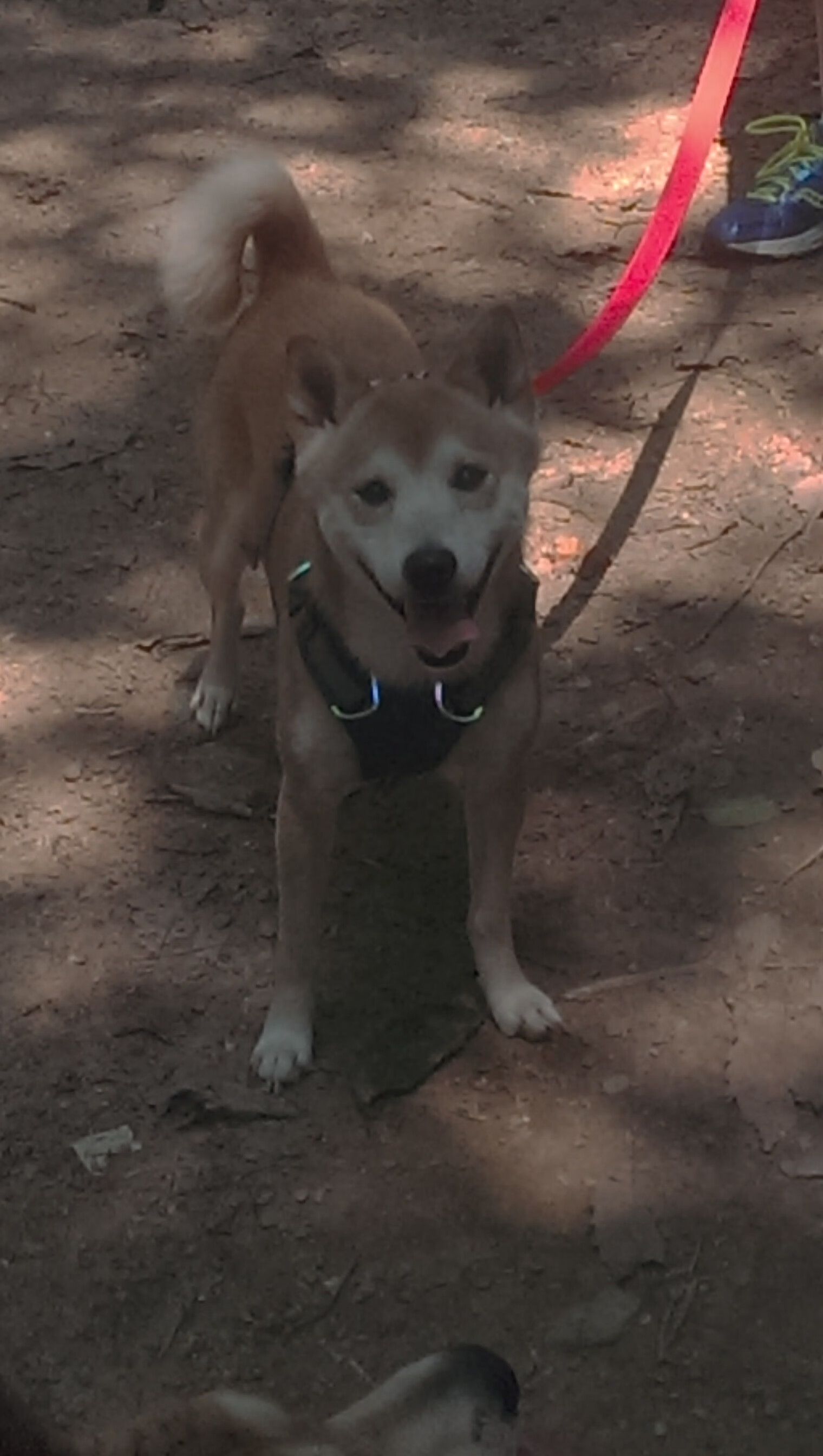 篮球之桥，莫兰特上演终极翻盘，辽宁逆袭国王创历史