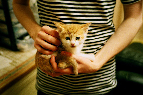 末节魔法与狐狸的戏法,当福克斯的教科书式表演被广厦的潮水淹没