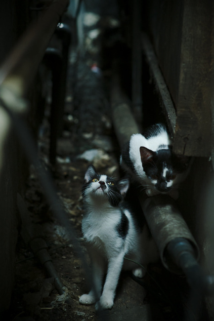 当伊蒂哈德奇迹遇上雷霆天降,辽宁队如何上演东方逆转传奇?