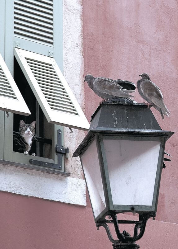 蛰痛逆转夜，布克华彩独舞，黄蜂决胜局带走独行侠