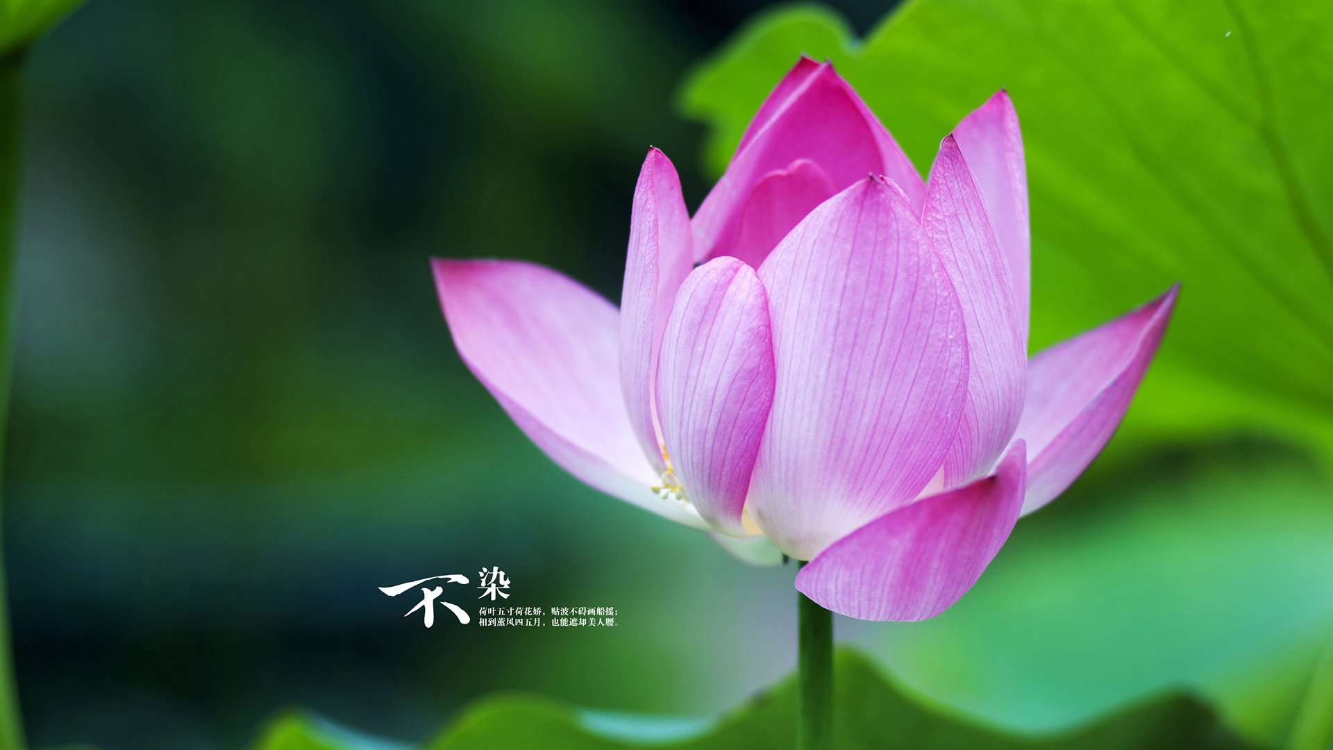 欧冠战场与意甲纪录夜，足球之美的两种诠释