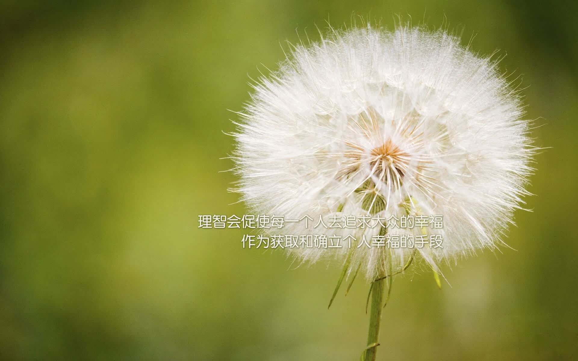 宿命的变奏，2026世界杯B组焦点战，喀麦隆用节奏绞杀波兰，维尼修斯书写王者唯一剧本